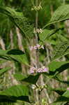 American beautyberry